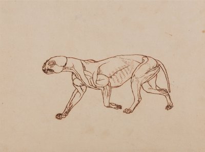 A Comparative Anatomical Exposition of the Structure of the Human Body with that of a Tiger and a Cow by George Stubbs